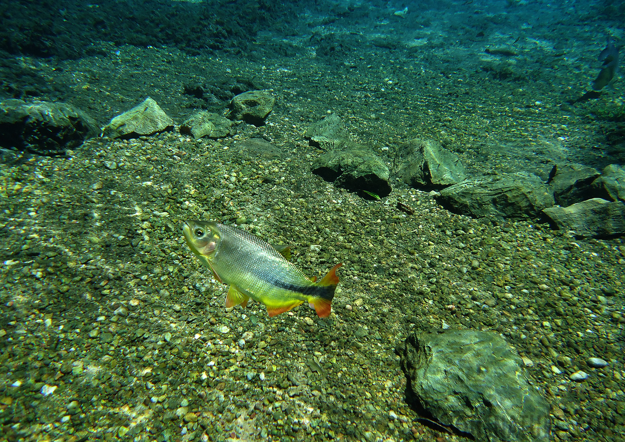 Schnorcheln im kristallklares Wasser im Fluss [4.7 mm, 1/320 Sek. bei f / 2.7, ISO 80]